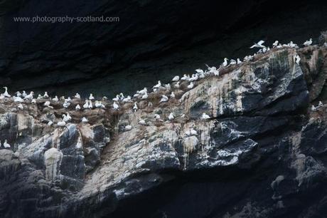 Photo - gannet colony on Stac an Armin, St Kilda, Scotland