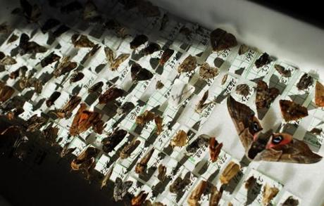 <p>Samples of a variety of moth species found by Richard Wilson at his Bay Center home are pinned to their ID number in anticipation of being sent to Barcode of Life Data Systems, a project that is attempting to record the DNA of all living creatures.</p> 