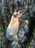 2011: THE YEAR OF THE CICADA