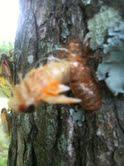2011: THE YEAR OF THE CICADA