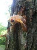 2011: THE YEAR OF THE CICADA