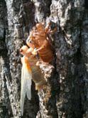 2011: THE YEAR OF THE CICADA