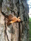 2011: THE YEAR OF THE CICADA