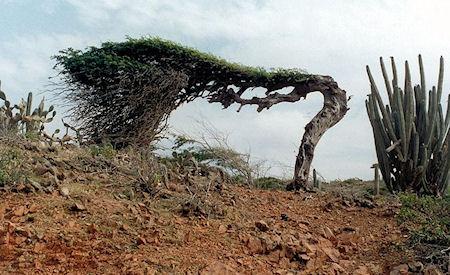 The World's Most Amazing Trees