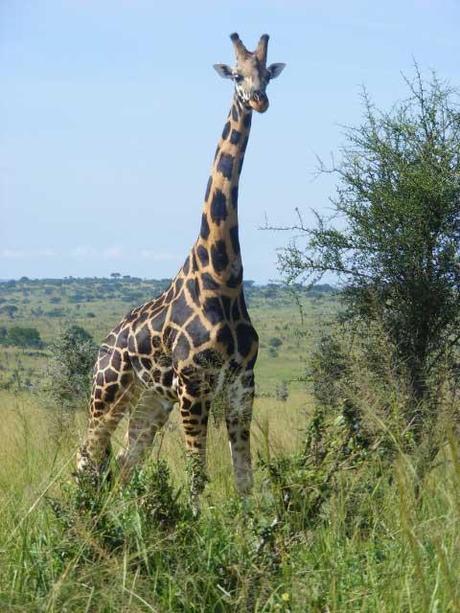 Rothschild's Giraffe Murchison Falls National Park. Uganda travel blog