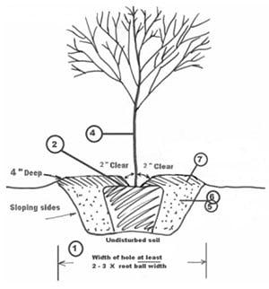  Planttree on Dig Hole 2 3 Times As Wide As Container Or Root Ball Dig Hole No