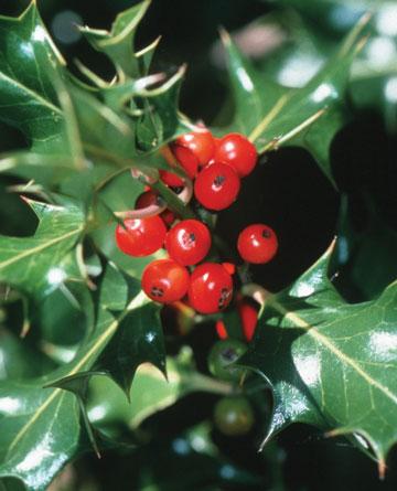  Planttree on Shiny Red Ball Of Almost 1 Cm In Diameter It Contains Four Kernels