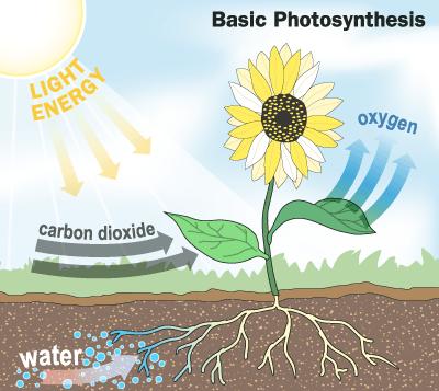  Planttree on The Plant Absorbs Carbon Dioxide From The Atmosphere Draws Water Up