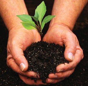  Planttree on Donate Online  Visit Americanforests Org And Click On  Plant Trees