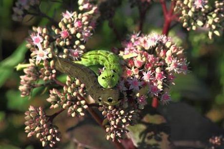 elephant hawk moth3