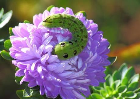 elephant hawk moth2