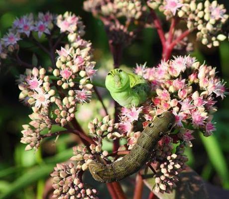 elephant hawk moth4