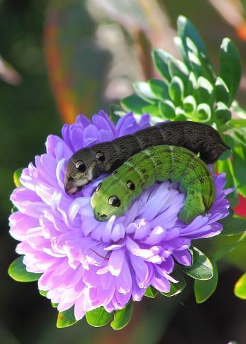 elephant hawk moth1