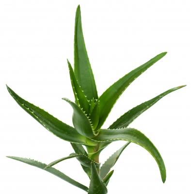 Why you should always have Aloe Vera gel at home