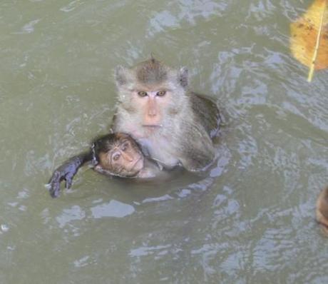 long-tailed macaque mother and baby swimming in Thailand