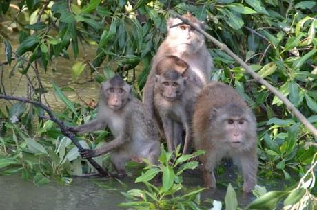 troop of long-tailed macaques in Thailand