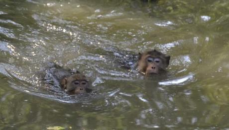 Two long-tailed macaques swimming to find crabs in Thailand