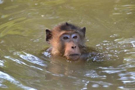 long-tailed macaque swimming in Thailand