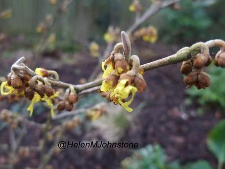 Hamamelis mollis 'Arnold Promise'