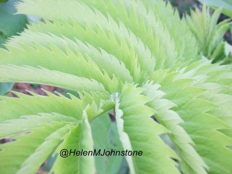 Melianthus major 