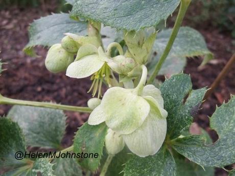 Helleborus Argustifolius ‘Janet Starnes’