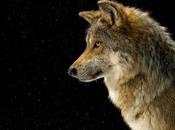 Mexican Gray Wolf Release White Mountains Arizona