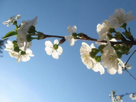 White-Cherry-Blossoms-With-Blue-Sky