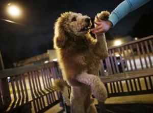 911 calls for ‘baby lion’ turn up a coiffed dog