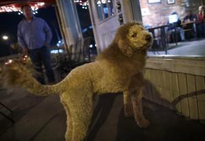 911 calls for ‘baby lion’ turn up a coiffed dog