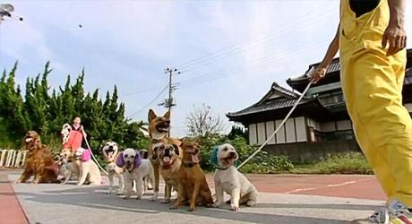 13 DOGS Break World Record for Skipping on a Rope!