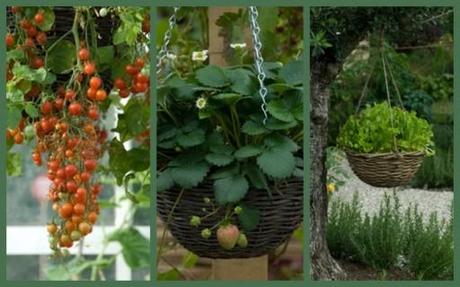 hanging baskets full of edible plants