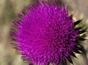 Musk Thistle Carduus Nutans