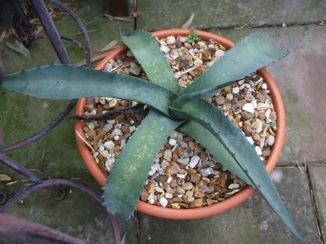 Agave scabra