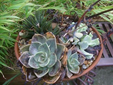 Haworthia attenuata, Graptoveria, and Echeveria runyonii 'Topsy Turvy'