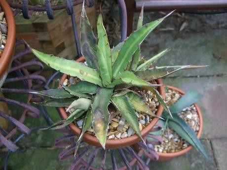 Agave lophantha