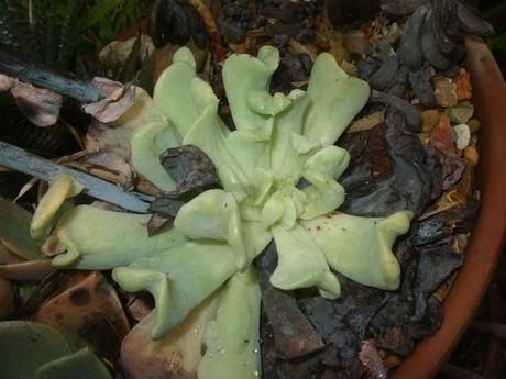 Echeveria runyonii 'Topsy Turvy'