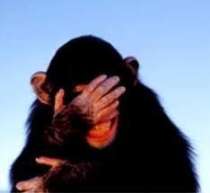 embarrassed chimp