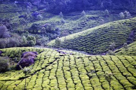 Miles and miles of tea.