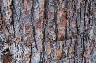 Pinus wallichiana Bark (06/01/2013, Kew Gardens, London)