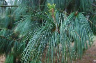 Pinus wallichiana Leaf (06/01/2013, Kew Gardens, London)