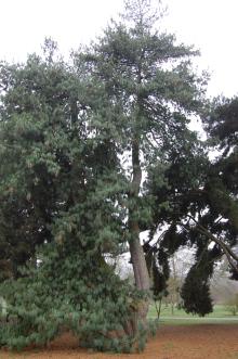 Pinus wallichiana (06/01/2013, Kew Gardens, London)