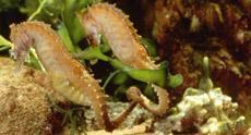 Courting seahorses (photo credit: The Seahorse Trust)