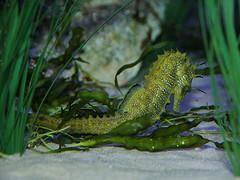 Spiny Seahorse (Hippocampus guttulatus)