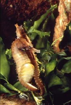 Pregnant male seahorse (photo credit: The Seahorse Trust)