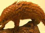 Magnificent Pangolin: Scaled, Precise Animal