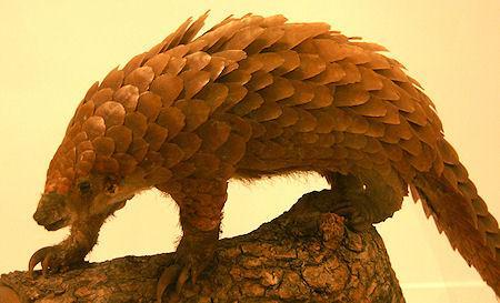 Magnificent Pangolin: A Scaled, Precise Animal