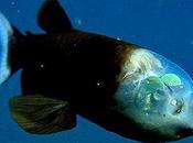 Pacific Barreleye Fish