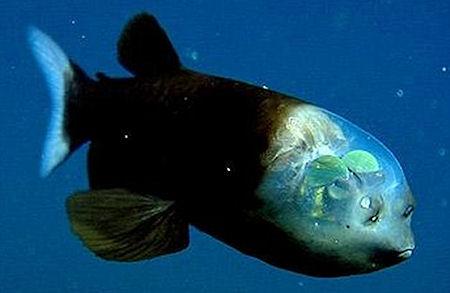 Pacific Barreleye Fish