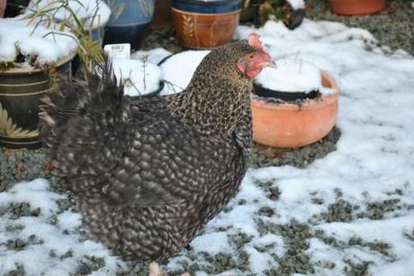 chicken in the snow, cuckoo maranMildred - getting braver