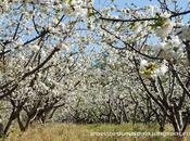 Jerte Valley, Sakura Season Comes Spain